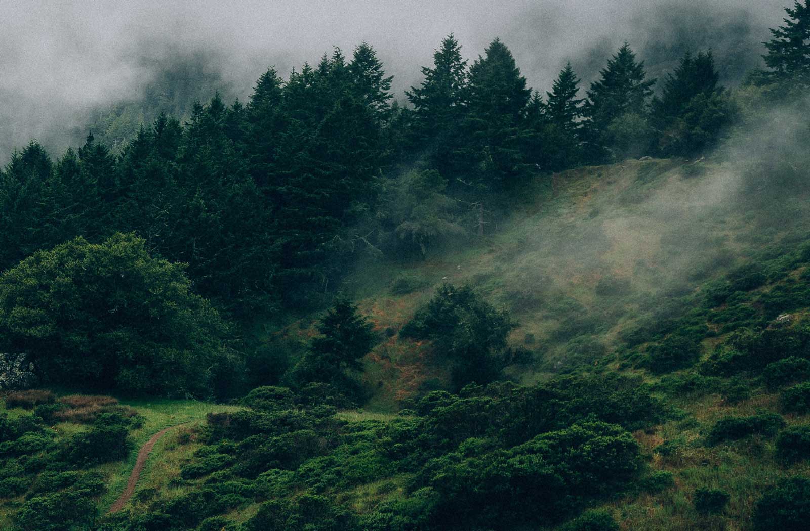 Nebelverhangene Waldlandschaft mit dichten immergrünen Bäumen, gedämpfte grüne und graue Töne